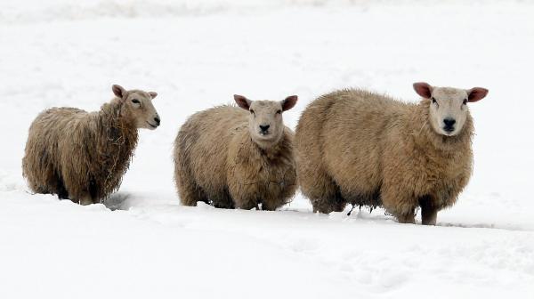 Moutons bloqués par la neige en Savoie : la situation est urgente sur le col du Glandon