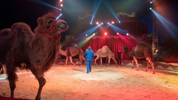 Cirques : la présence des animaux sauvages remise en question