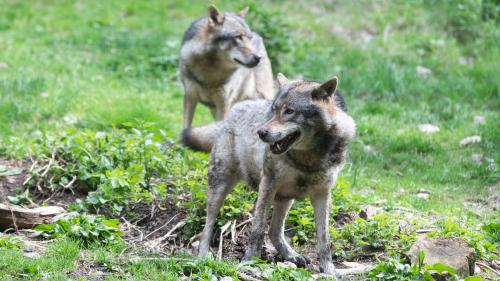 Tempête Alex : un parc à loups détruit par les crues dans les Alpes-Maritimes