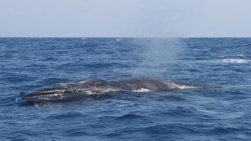 Vendée : un jeune rorqual retrouvé mort sur une plage des Sables-d'Olonne