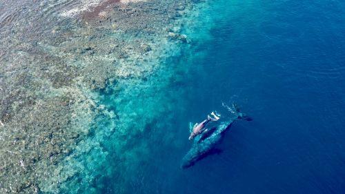 Une maman baleine et son bébé vus à Mataiea