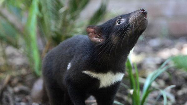 franceinfo junior. Comment réintroduire des animaux dans la nature ?