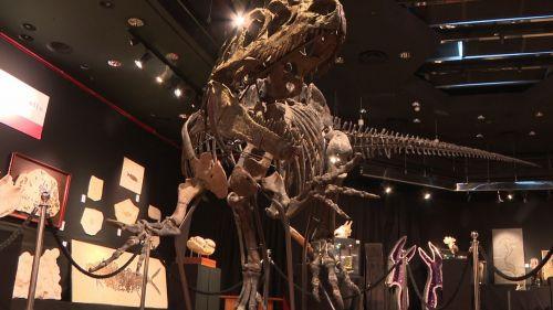 Dinosaure : un squelette d'allosaure de 10 mètres de long en vente à Paris