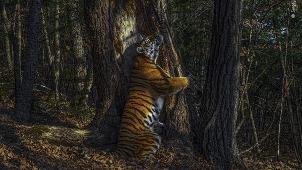 Un Russe primé pour la meilleure photographie de faune sauvage, un Français récompensé dans la catégorie 