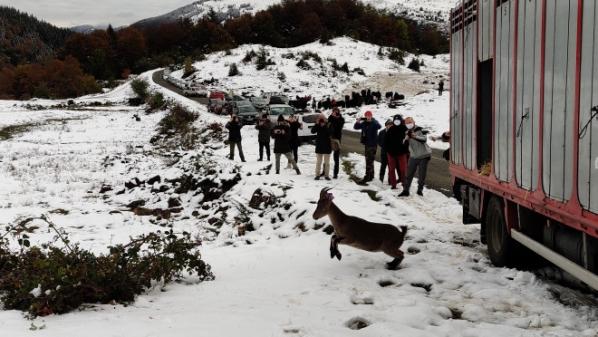 Un nouveau lâcher de bouquetins dans les Pyrénées ariégeoises : 