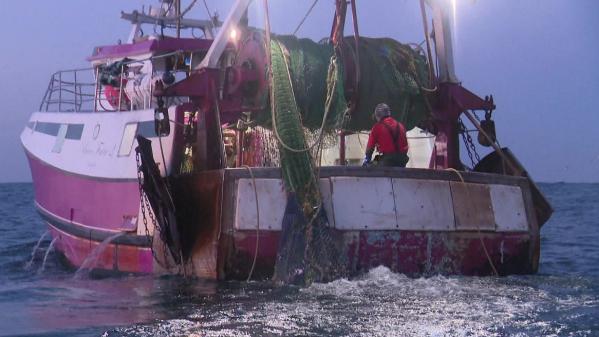 Bientôt des caméras à bord des chalutiers pour protéger les dauphins de l'océan Atlantique