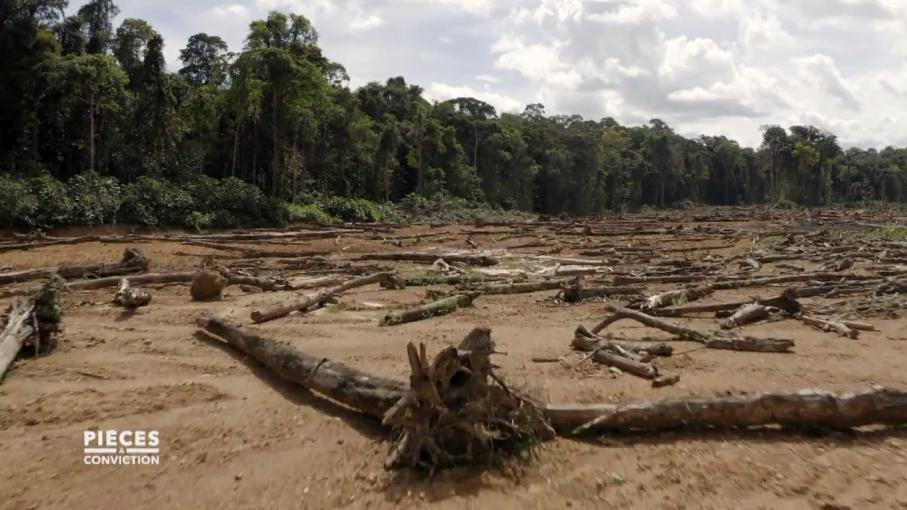 Video Déforestation 27 000 Hectares De Lamazonie Française Ont Déjà été Détruits Par L