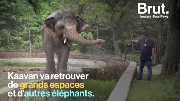 VIDEO. D'un enclos minuscule aux grands espaces, l'histoire de l'éléphant Kavaan