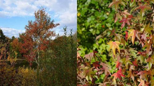 Jardin. Le liquidambar, une splendeur automnale à planter maintenant