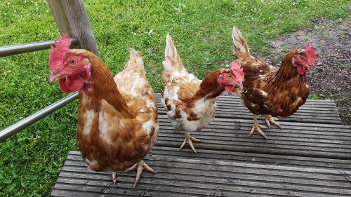 Grippe aviaire. Comment faire pour protéger vos poules domestiques ?