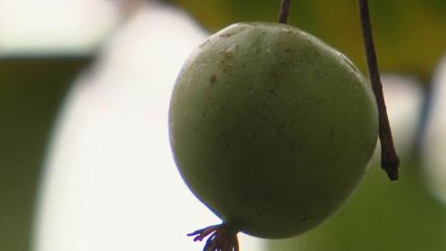 Alimentation : coqueluche des Français, le kiwi se réinvente