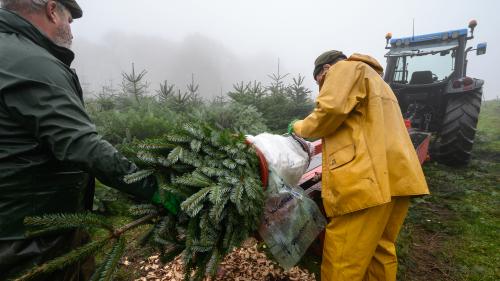 Bercy propose d'autoriser la vente de sapins de Noël en extérieur : 