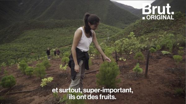 VIDEO. En Nouvelle-Calédonie, le WWF oeuvre pour protéger la flore exceptionnelle de l'archipel