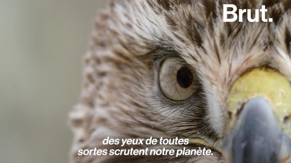 VIDEO. Comment les yeux des animaux ont-ils évolué pour s'adapter à leur mode de vie ?