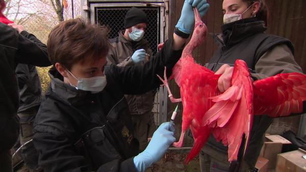 À Mulhouse, les soignants du zoo s'activent pour vacciner les oiseaux contre la grippe aviaire