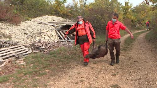 Les chasseurs du Gard autorisés à mener des battues aux gros gibiers