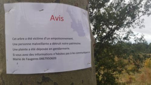 Hérault : une centaine d'arbres empoisonnés volontairement, le conseil départemental dépense 100 000 euros pour les déraciner