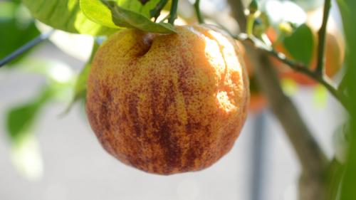 Jardin. Le citron meyer sanguin ou orangine, un agrume à cultiver en pot