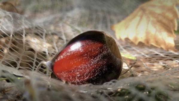 Cévennes : les châtaignes font recette