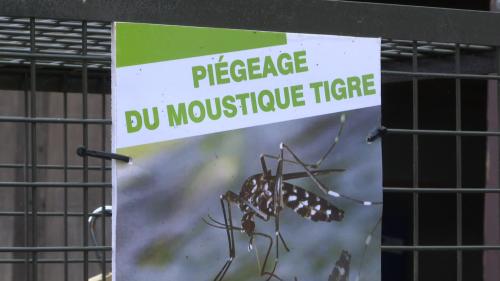 Dans les Landes, des pièges imitent l'odeur humaine pour neutraliser les moustiques tigres