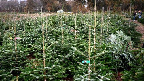 Covid : plus d'inquiétudes à avoir, il y aura bien des sapins de Noël à la vente d'ici fin novembre