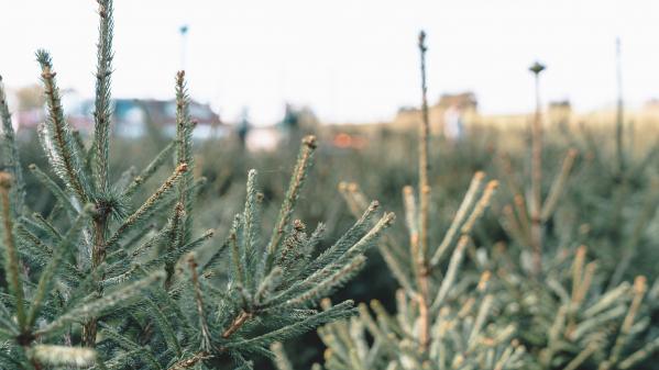 Noël : coup d'envoi lancé pour la vente de sapins