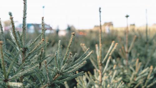 Sapin de Noël : un repas pour les chèvres