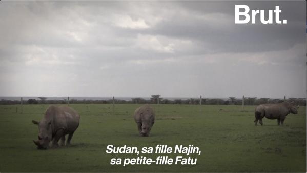 VIDEO. L'histoire de Sudan, le rhinocéros 