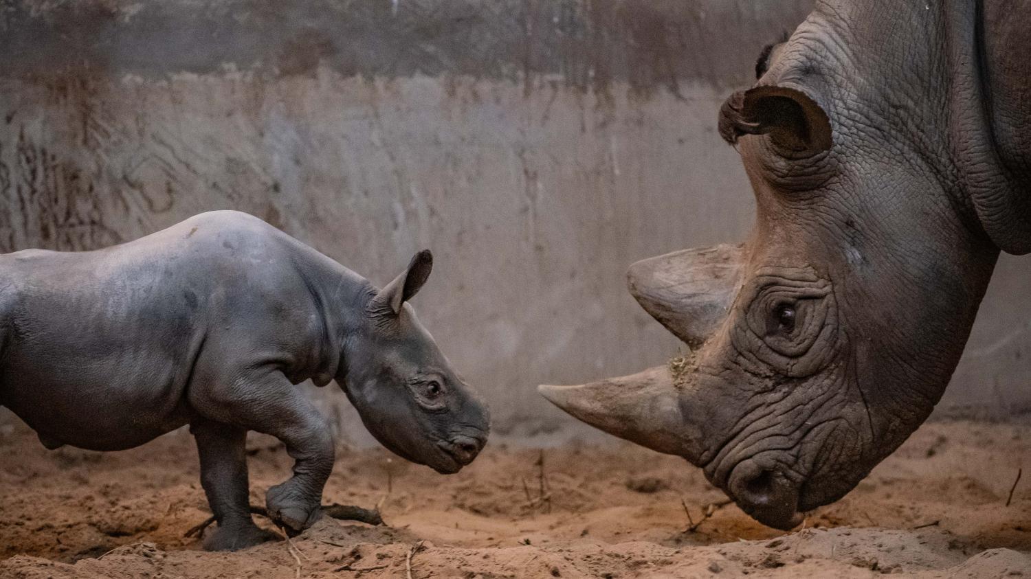 VIDEO. La Naissance Rare D'un Rhinocéros Noir Au Royaume-Uni