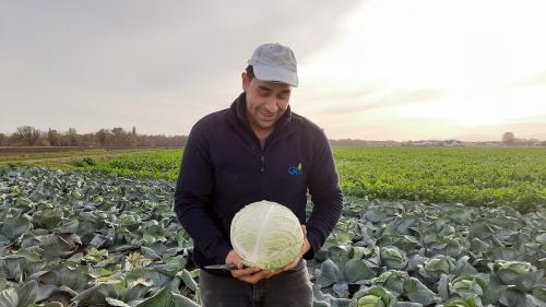 Covid-19 : à cause de la crise sanitaire, la vente de choux en Alsace est divisée par deux et les producteurs s'inquiètent