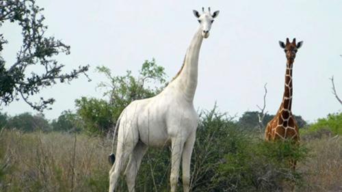 Au Kenya, l'unique girafe blanche est sous surveillance GPS