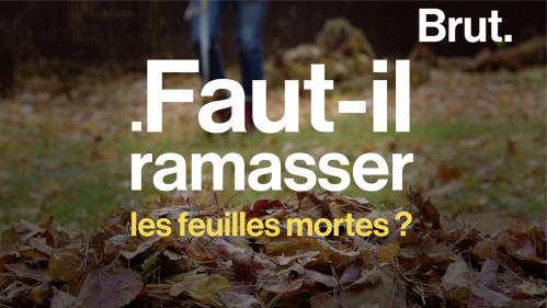 VIDEO. Faut-il ramasser les feuilles mortes en automne ?