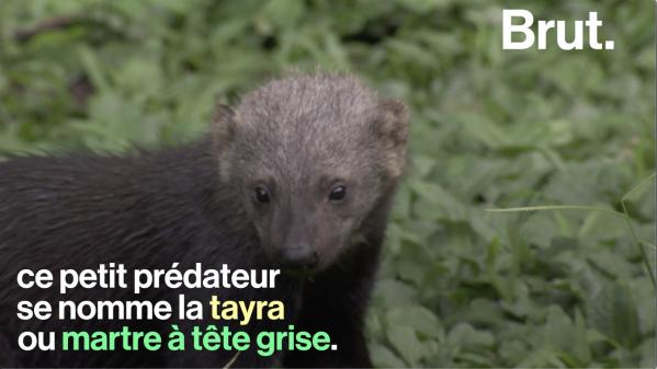 VIDEO. Connaissez-vous la tayra, un petit prédateur très actif