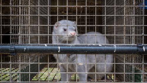 Des visons d'élevage contaminés par le Covid-19 : pourquoi ces animaux sont-ils plus atteints que d'autres