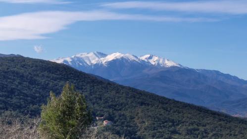 Pyrénées : une ourse introduite côté français, abattue par un chasseur côté espagnol