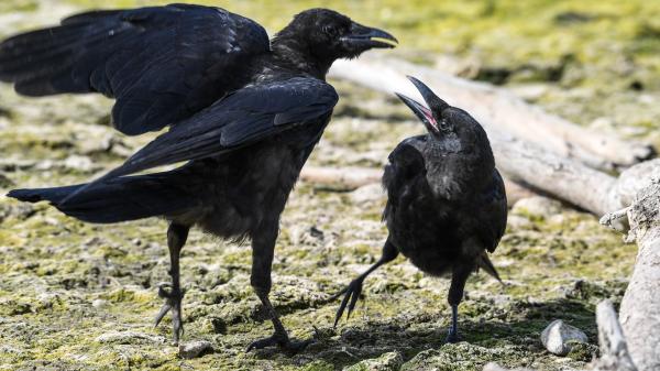 Environnement : à Marseille, des oiseaux formés au ramassage des déchets