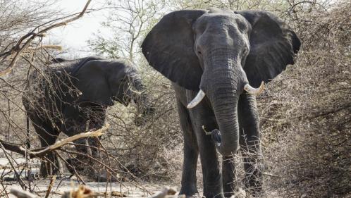 Namibie : à vendre, 170 éléphants sauvages de 