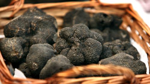 Lot : la truffe, le diamant noir du Quercy