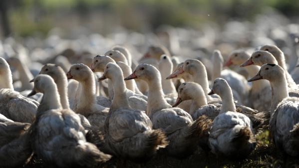 Grippe aviaire : un élevage contaminé dans les Landes, le premier en France depuis le retour de la maladie en novembre