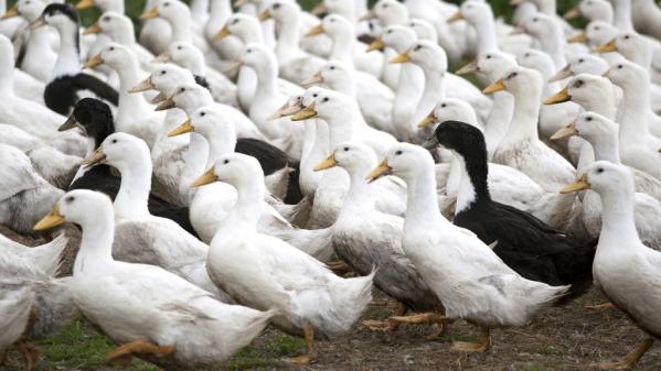 L'histoire à la carte. Le canard, de Challans à la Tour d'Argent