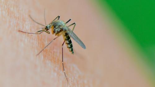 Les moustiques vous attaquent encore malgré l'approche de l'hiver ? C'est normal