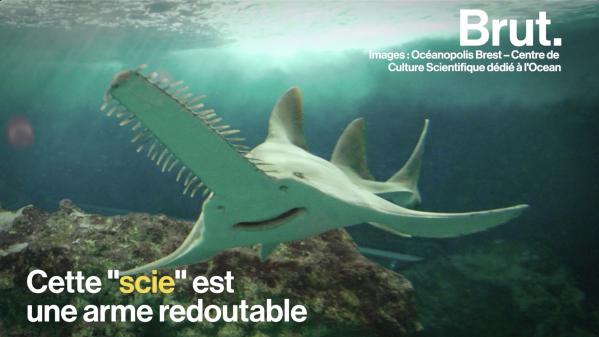 VIDEO. Le rostre des poissons-scie, une arme et... un point faible