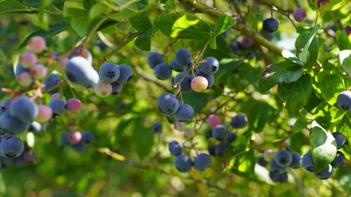 Jardin. C'est le moment de planter les myrtilliers