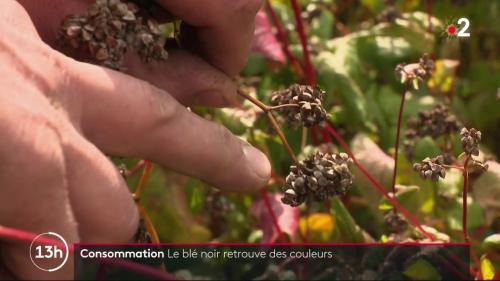 Alimentation : le grand retour du sarrasin