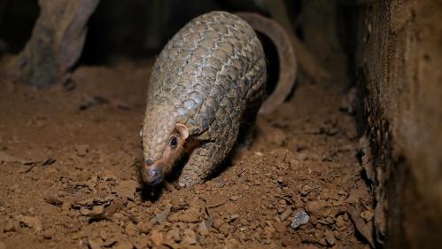 Covid-19 : comment le pangolin est passé de suspect numéro 1 à présumé innocent