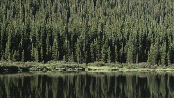 Aux Etats-Unis, aller couper soi-même son sapin de Noël en forêt, c'est possible et même encouragé !