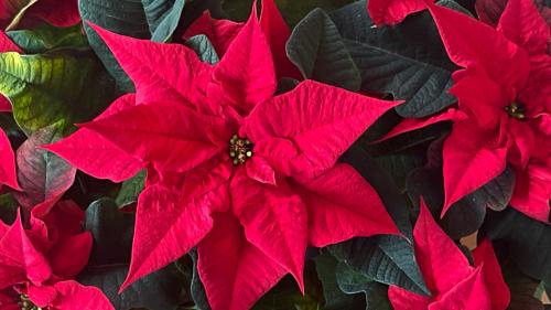 Jardin. Poinsettias, azalées, succulentes... Comment entretenir les plantes-cadeaux