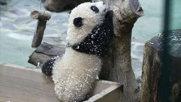 Taïwan : première sortie médiatique pour le dernier-né des grands pandas