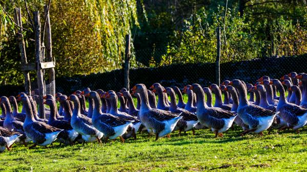 Grippe aviaire : l'abattage préventif des volailles est étendu à une centaine de communes des Landes et des Pyrénées-Atlantiques