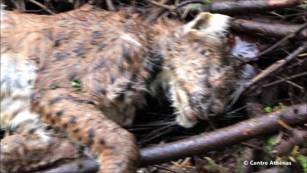 Lynx tué dans le Jura : une association appelle les habitants à 